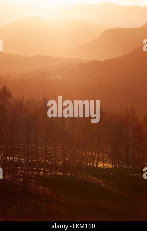 Sonnenaufgang im Wald von Lynwilg, Cairngorms in den schottischen Highlands, UK. Stockfoto