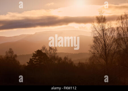 Sonnenaufgang im Wald von Lynwilg, Cairngorms in den schottischen Highlands, UK. Stockfoto