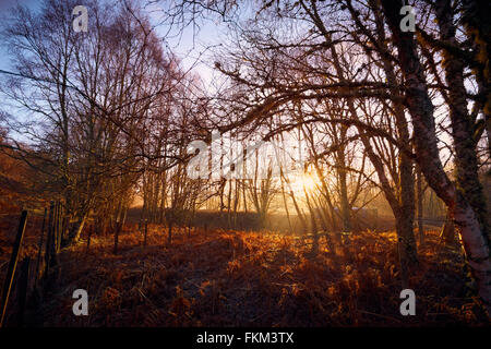 Sonnenaufgang im Wald von Lynwilg, Cairngorms in den schottischen Highlands, UK. Stockfoto