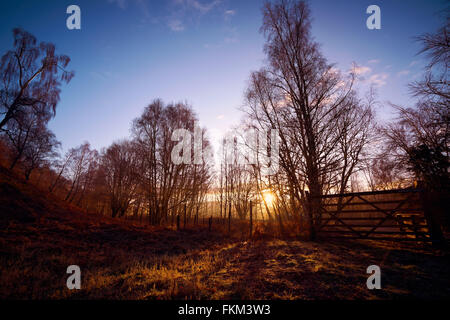 Sonnenaufgang im Wald von Lynwilg, Cairngorms in den schottischen Highlands, UK. Stockfoto