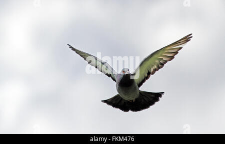 Taube fliegt mit ausgebreiteten Flügeln, Augenkontakt, isoliert Stockfoto