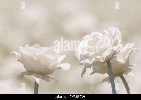 Weiße Blume Garten, Dongdaemun Geschichte & Kulturpark, Dongdaemun Design Plaza, Seoul, Südkorea. Stockfoto