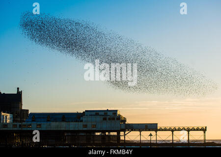 Aberystwyth, Wales, UK. 9. März 2016.   UK-Wetter: Wenn die Sonne untergeht, Schwärme von Tausenden von winzigen Stare fliegen in riesigen "Murmurations" in Aberystwyth und Meer Pier ragt heraus in die Cardigan Bay an der Westküste von Wales.  Im walisischen bekannt als "Adar yr Ära" oder "Schneevögel" sie sind auf der RSPB gefährdeten 'rot' Liste und Schlafplatz jeden Abend von Oktober bis März an den gusseisernen Beinen des viktorianischen Pier, einer der wenigen städtischen Quartiere in den UK-Credit: Keith Morris/Alamy Live-Nachrichten Stockfoto