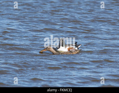 Löffelente (Anas Clypeata) paar Paarung auf Wasser in Lymington - Keyhaven Nature Reserve in Hampshire, England Stockfoto