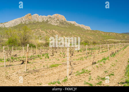 Frühlingslandschaft mit Weinberg in der Nähe von Taraktash Sortiment in den Krimbergen im frühen Frühling Stockfoto