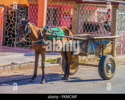 Arbeitenden Pferd gespannt auf zweirädrigen Karren in Kuba wartet auf seine Besitzer. Stockfoto