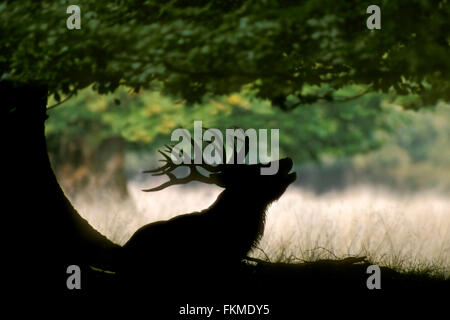 Silhouette der Rothirsch (Cervus Elaphus) Hirsch unter Eiche brüllen während der Brunft im herbstlichen Wald Stockfoto