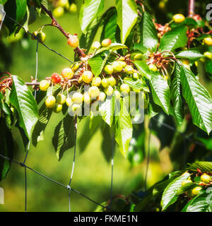Sweet Cherry Baum mit unreifen Beeren im Garten. Wachsenden Früchten. Frühling Stockfoto