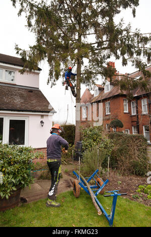 Baum Chirurg UK; Baum Chirurgen bei der Arbeit einen, Suffolk UK Stockfoto