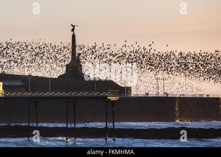 Aberystwyth, Wales, UK. 9. März 2016. Herden oder Murmurations der Stare in den Himmel über Aberystwyth Strandpromenade wie Sonnenuntergang tanzen. Bald wird diese Starings, die während des Winters unter Aberystwyth Pier Schlafplatz, verlassen und nach Norden in Richtung zu Russland und den baltischen Ländern, so kann dies eine der letzten Möglichkeiten in diesem Winter dieses Spektakel miterleben. Bildnachweis: Alan Hale/Alamy Live-Nachrichten Stockfoto