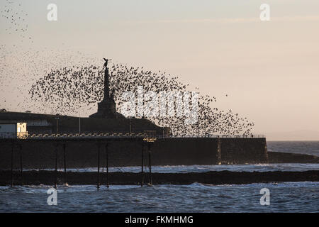 Aberystwyth, Wales, UK. 9. März 2016. Herden oder Murmurations der Stare in den Himmel über Aberystwyth Strandpromenade wie Sonnenuntergang tanzen. Bald wird diese Starings, die während des Winters unter Aberystwyth Pier Schlafplatz, verlassen und nach Norden in Richtung zu Russland und den baltischen Ländern, so kann dies eine der letzten Möglichkeiten in diesem Winter dieses Spektakel miterleben. Bildnachweis: Alan Hale/Alamy Live-Nachrichten Stockfoto