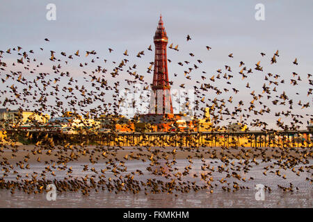 Vögel im Flug, in den Wolken Schwärme von Staren in Blackpool, Lancashire, UK fliegen. Starling murmuration bei Sonnenuntergang. Eine der großen birding Brillen der Winter ist die Stare "Vormontage Roost. Vor dem Sesshaftwerden für die Nacht, Herden dieser geselligen Vögel swoop herum bis es gibt eine enorme, wirbelnde schwarze Masse. Im Winter bis zu einer Million Vögel, Schwarm, swoop, Schieben, Schwenken und Drehen, Verschieben, wie man während der erstaunliche Luftakrobatik. Dieses Ballett in der Dämmerung ist eine pre-roosting Phänomen bekannt als starling murmuration. Stockfoto