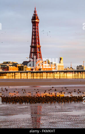 Vögel im Flug, in den Wolken Schwärme von Staren in Blackpool, Lancashire, UK fliegen. Starling murmuration bei Sonnenuntergang. Eine der großen birding Brillen der Winter ist die Stare "Vormontage Roost. Vor dem Sesshaftwerden für die Nacht, Herden dieser geselligen Vögel swoop herum bis es gibt eine enorme, wirbelnde schwarze Masse. Im Winter bis zu einer Million Vögel, Schwarm, swoop, Schieben, Schwenken und Drehen, Verschieben, wie man während der erstaunliche Luftakrobatik. Dieses Ballett in der Dämmerung ist eine pre-roosting Phänomen bekannt als starling murmuration. Stockfoto