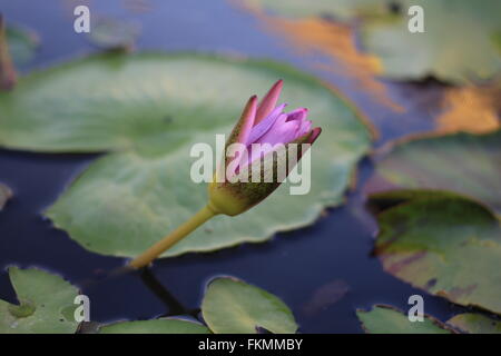 Blühenden Lotusblume - Makro Seerose- Stockfoto