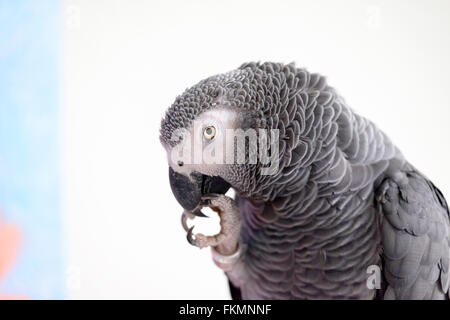 Männlichen afrikanischen grau Papageien, Psittacus Erithacus. Profil, Porträt. Stockfoto