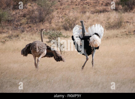Männliche und weibliche Somali-Strauß (Struthio Camelus Molybdophanes) Anzeige Balz Verhalten, Samburu, Kenia, Ostafrika Stockfoto