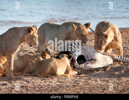 Stolz der Löwen (Panthera Leo) mit Grevys Zebra (Equus Grevyi) töten, Samburu National Reserve, Kenia, Ostafrika Stockfoto