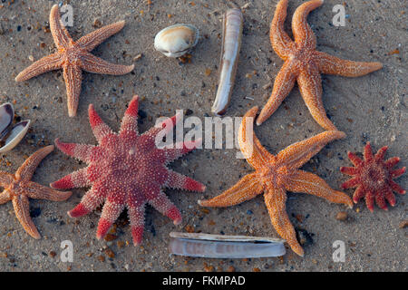 Sunstar Crossaster Papposus gemeinsamen Seesterne und Muscheln auf Tideline Norfolk UK Winter Stockfoto