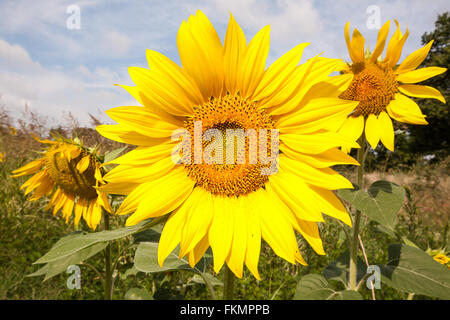 Nahaufnahme, Detail, Sonnenblumen, Sonnenblumen, in Feld in ländlicher Umgebung in der Nähe von Carcassonne, Aude, Region, Süden, von, Frankreich, Europa, Europäischen, Stockfoto