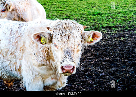 Kühe im Freien, munching Heu: Kuehe auf der Weide, Heu fressend Stockfoto