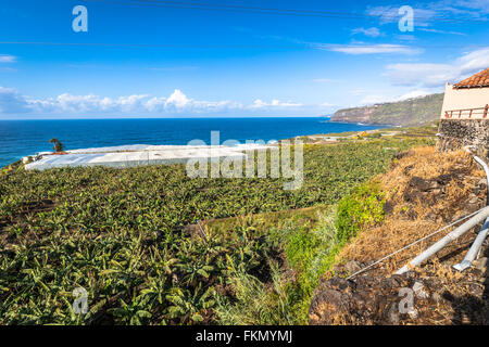 Bananenplantage auf der Kanarischen Insel Teneriffa, Spanien Stockfoto