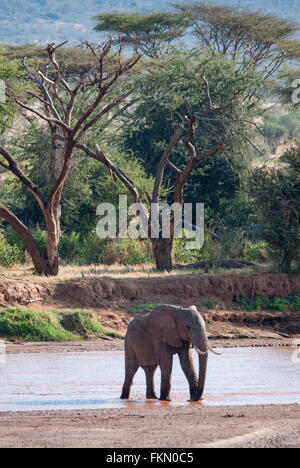 Afrikanischer Elefant (Loxodonta Africana), die Überquerung des Uaso Nyiro River, Samburu National Reserve, Kenia, Ostafrika Stockfoto