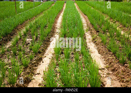 Reihen von Zwiebelpflanzen in einer Plantage von Cameron Highlands Stockfoto
