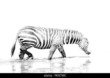 Hohe Schlüssel Bild des gemeinsamen Zebra (Equus Quagga) überquert einen Fluss, Lake-Nakuru-Nationalpark, Kenia, Ostafrika Stockfoto