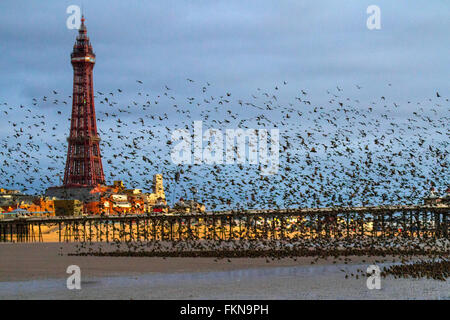 Vögel im Flug, in den Wolken Schwärme von Staren in Blackpool, Lancashire, UK fliegen. Starling murmuration bei Sonnenuntergang. Eine der großen birding Brillen der Winter ist die Stare "Vormontage Roost. Vor dem Sesshaftwerden für die Nacht, Herden dieser geselligen Vögel swoop herum bis es gibt eine enorme, wirbelnde schwarze Masse. Im Winter bis zu einer Million Vögel, Schwarm, swoop, Schieben, Schwenken und Drehen, Verschieben, wie man während der erstaunliche Luftakrobatik. Dieses Ballett in der Dämmerung ist eine pre-roosting Phänomen bekannt als starling murmuration. Stockfoto