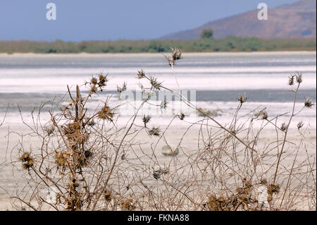Disteln am Rande der salt See-Alikes auf der Insel Kos in Griechenland Stockfoto