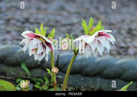 Zwei rosa und weiße gefüllte Blüte Nieswurz Blüten, Fastenzeit Rose "Aschenputtel" Helleborus orientalis Stockfoto