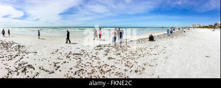 Panoramablick auf Siesta Key Beach in Sarasota Florida nach einer Flut und Tausende von Muscheln am Strand liegen Stockfoto
