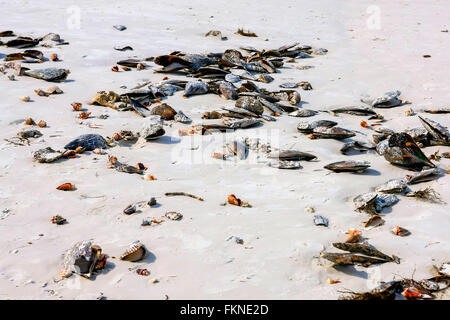 Nahaufnahme von einigen von den Tausenden von Muscheln, die sich gewaschen auf Siesta Key Beach nach einem Januar-Sturm Stockfoto