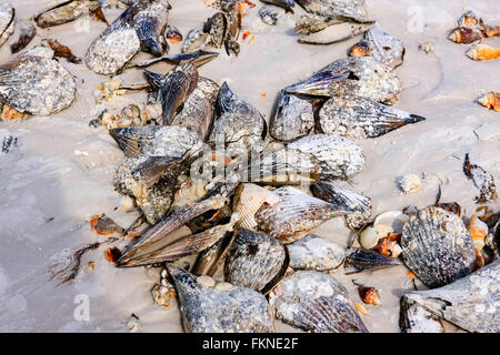 Nahaufnahme von einigen von den Tausenden von Muscheln, die sich gewaschen auf Siesta Key Beach nach einem Januar-Sturm Stockfoto