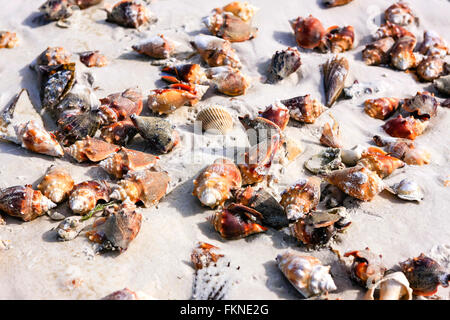 Nahaufnahme von einigen von den Tausenden von Muscheln, die sich gewaschen auf Siesta Key Beach nach einem Januar-Sturm Stockfoto