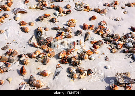 Nahaufnahme von einigen von den Tausenden von Muscheln, die sich gewaschen auf Siesta Key Beach nach einem Januar-Sturm Stockfoto