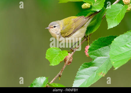 Tennessee Warbler (Vermivora Peregrina), High Island, Texas Stockfoto