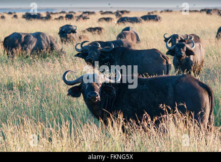 Herde Kaffernbüffel (Syncerus Caffer), Masai Mara National Reserve, Kenia, Ostafrika Stockfoto