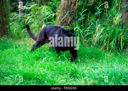 Leopard, schwarzer Panther, Afrika / (Panthera Pardus) Stockfoto