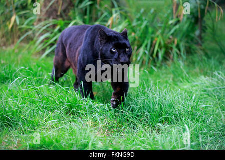 Leopard, schwarzer Panther, Afrika / (Panthera Pardus) Stockfoto