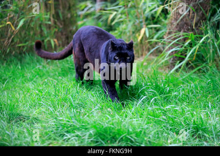 Leopard, schwarzer Panther, Afrika / (Panthera Pardus) Stockfoto