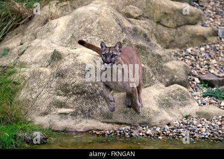 Berglöwen, Amerika / (Felis Concolor) Stockfoto