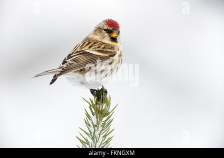 Gemeinsame Redpoll (Zuchtjahr Flammea), Montana Stockfoto
