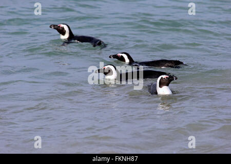 Jackass Penguin, Boulders Beach, Simonstown, Western Cape, Südafrika, Afrika / (Spheniscus Demersus) Stockfoto