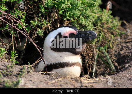 Jackass Penguin, afrikanische Pinguin, Stony Point, Bettys Bay, Western Cape, Südafrika, Afrika / (Spheniscus Demersus) Stockfoto