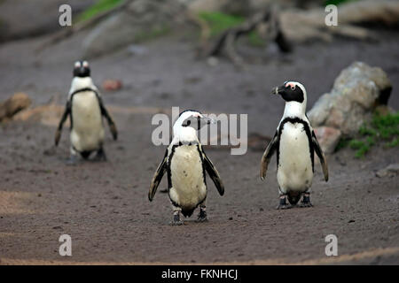 Jackass Penguin, Stony Point, Bettys Bay, Western Cape, Südafrika, Afrika / (Spheniscus Demersus) Stockfoto