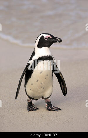 Jackass Penguin, Stony Point, Bettys Bay, Western Cape, Südafrika, Afrika / (Spheniscus Demersus) Stockfoto