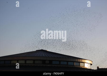 Aberystwyth, Wales, UK. 9. März 2016.  Wetter: Sonnenuntergang, wann wieder eine gigantische Murmuration der Stare zum Schlafplatz unter alten viktorianischen Pier Credit: mike Davies/Alamy Live News Stockfoto