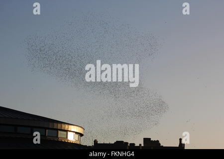 Aberystwyth, Wales, UK. 9. März 2016.  Wetter: Sonnenuntergang, wann wieder eine gigantische Murmuration der Stare zum Schlafplatz unter alten viktorianischen Pier Credit: mike Davies/Alamy Live News Stockfoto