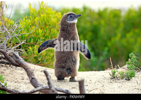 Jackass Penguin afrikanische Pinguin junge Verbreitung Flügel Boulders Beach Simonstown Western Cape Südafrika Afrika / (Spheniscus Stockfoto